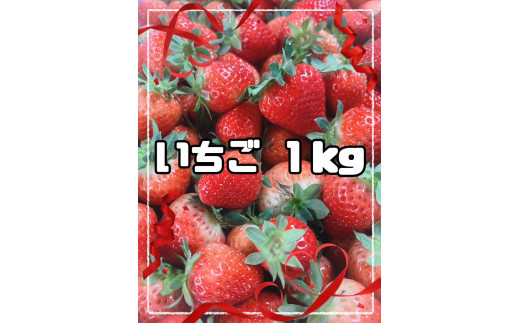 【2025年発送】湯沢市秋ノ宮産の甘酸っぱい「いちご」[B12-13301]