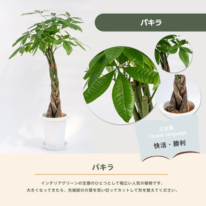 2026年6月頃～発送【観葉植物】パキラ 7号 Green Base IB003-021  観葉植物 ※北海道・沖縄・離島配送不可
