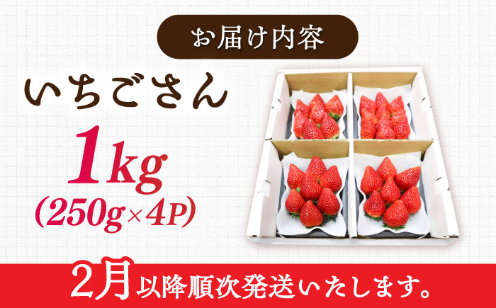 【先行予約】【ジューシーな濃厚いちご】いちごさん 1kg（250g×4パック） / 苺 イチゴ いちご フルーツ 果物 / 佐賀県 / さかもとさんの畑 [41ABAA001]