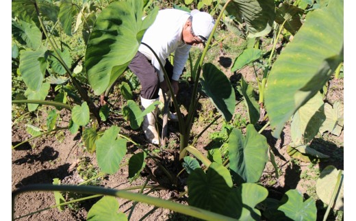 ほっくり美味しい♪化学合成農薬等不使用のサトイモ（赤芽）約3.5kg