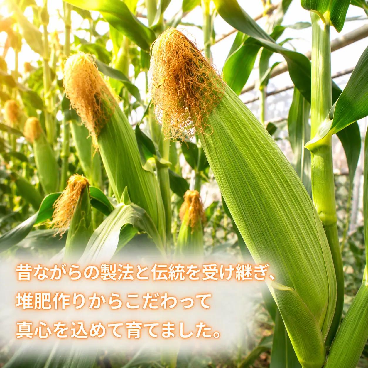 【 朝採れ 当日出荷 】 スイートコーン 「 おおもの 」 約5kg 甘い 新鮮 皮付き トウモロコシ とうもろこし コーン 野菜