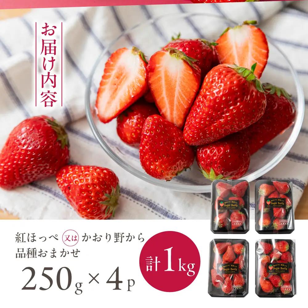 【先行予約】《2027年1月～発送》令和9年産 品種おまかせ いちご 紅ほっぺ かおり野 1kg (250g × 4p) サイズ 不揃い 農園直送 生食 ケーキ [mt2205]｜フルーツ 果物 苺 