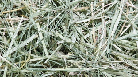 小動物 の バミューダマット 600g × 4袋 小動物用 敷材 バミューダグラス [BU027sa]