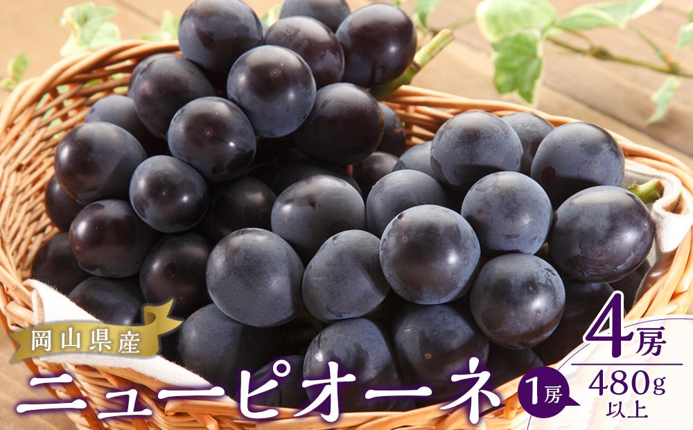 ぶどう 2026年  ニュー ピオーネ 4房（1房480g以上）約2kg ブドウ 葡萄  岡山県産 国産 フルーツ 果物 ギフト