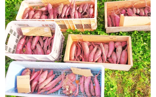 【11月中旬発送・先行受付】ホクホク系のさつまいも 食べ比べ 約4kg 青森県十和田市産 [栗かぐや 紅あずま]