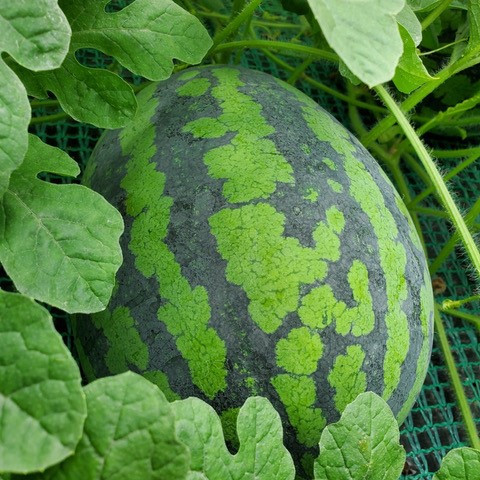 生育状況　R5.6月末