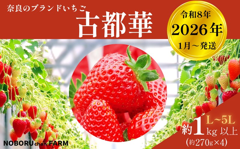 
            【 先行予約 / 数量限定 】 いちご 1kg 以上 ( 270g × 4P ) 新鮮 産地直送 厳選 【2026年1月以降発送】 旬 ブランド イチゴ 苺 古都華 フルーツ 果物 くだもの 国産 限定 大粒 産地 農場 直送 フレッシュ ベリー 贈答用 プレゼント 人気 おすすめ 苺 デザート スイーツ イードム株式会社 のぼるちゃんファーム 奈良県 奈良市 なら 11-108
          