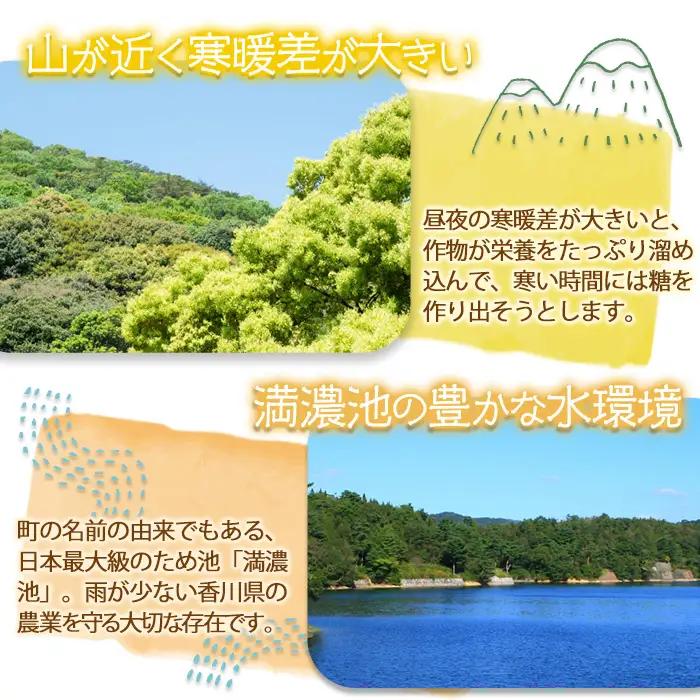 ＜先行予約！2027年3月上旬以降順次発送予定＞＜極太＞アスパラガス(約700g・2Lサイズ以上) 香川県 国産 野菜 アスパラ 新鮮 冷蔵便 【man096】【Aglio nero】