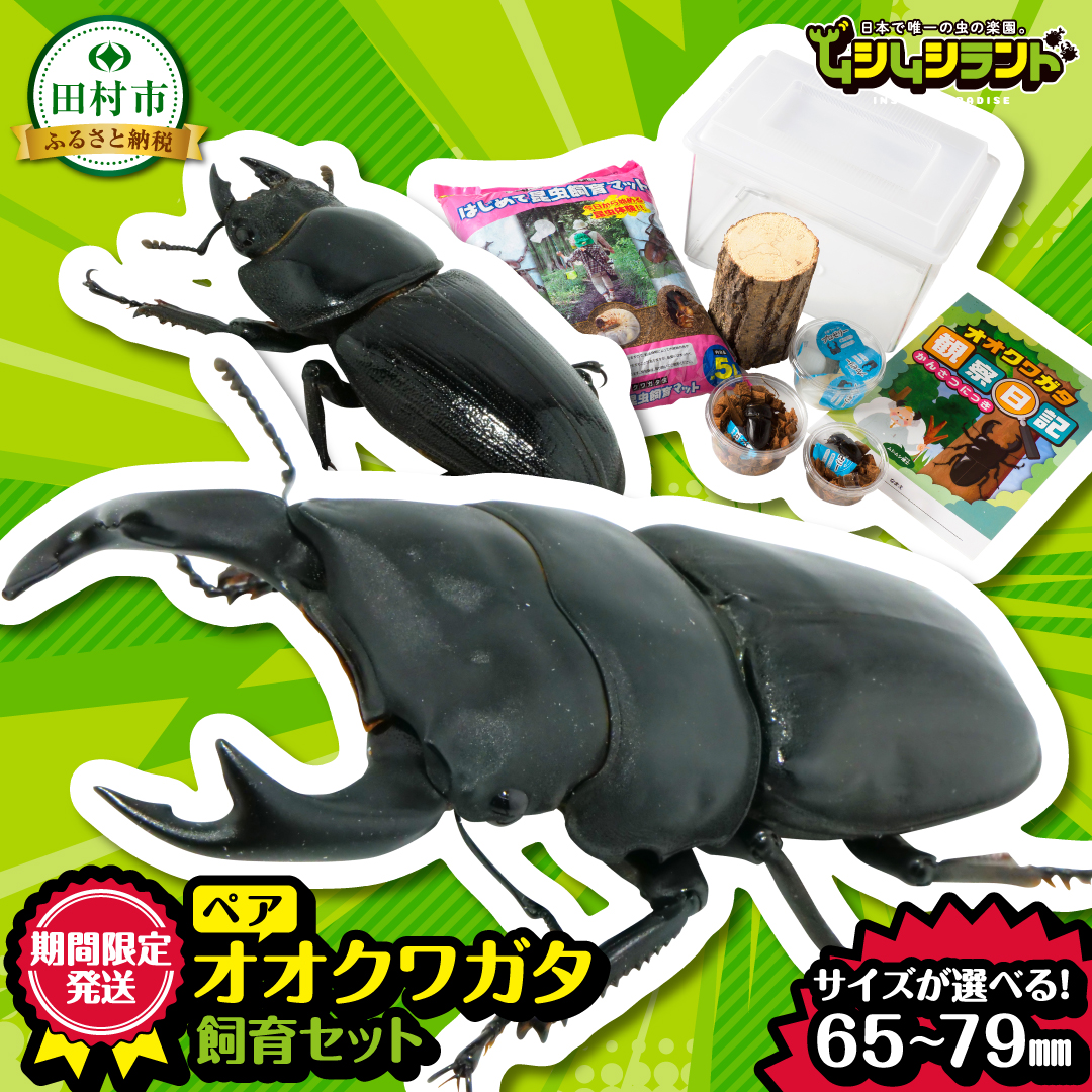 【先行予約】 オオクワガタペア 飼育 セット 65mm～69mm 2025年5月以降発送 クワガタ 自由研究 昆虫 成虫 生体 虫 飼育 夏休み 観察 自然 環境 学習 子供 孫 プレゼント 贈答 人気 福島県 田村市 田村 ふくしま たむら ムシムシランド N002-001