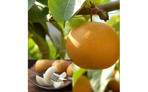 207-W7．【先行予約】プレミアム新甘泉（しんかんせん）　3kg前後