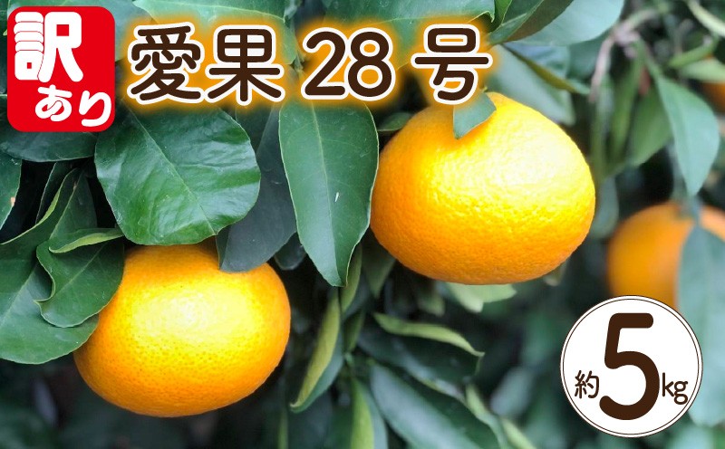 
                  【訳あり】 愛果28号 約5kg 【2026年12月上旬頃から順次発送】 | 愛媛果試第28号 あいか 愛果28号 みかん 柑橘 アイカ 先行予約 ミカン かんきつ 果物 フルーツ おすすめ 蜜柑 送料無料 愛媛県 松山市
                