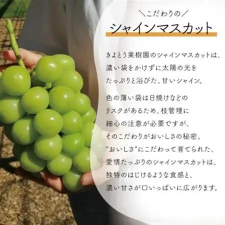 ピオーネ＆シャインマスカット 上級品 大2房 /計1.3kg~ (岡山県産) 人気の食べ比べセット!【配送不可地域：離島】【1571760】