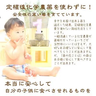 【先行予約】越後姫 いちご 越後姫 約200g×2P 苺の花ことば