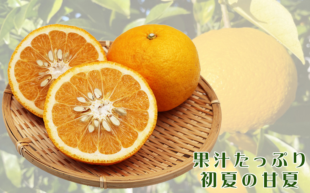 クセのないすっきりとした後味は、どこか懐かしく、思わずもうひとつ手が伸びる美味しさ。