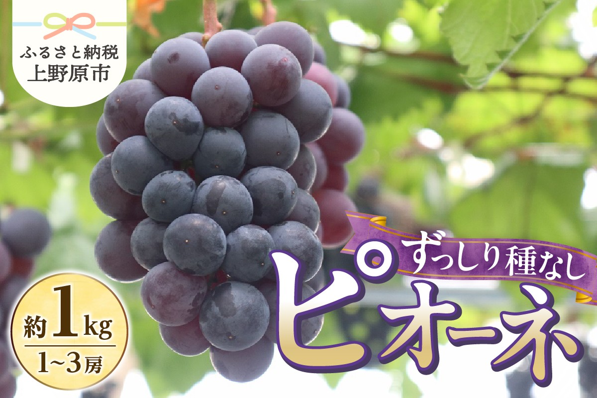 
                  ★2026年先行予約★ 【山梨県山梨市産】ぶどう約1kg（種なしピオーネ） ピオーネ 種なし 約1kg 1～3房 ぶどう 葡萄 ブドウ 黒ぶどう 果物 くだもの 山梨 先行 予約 旬 フルーツ デザート 甘い ジューシー お取り寄せ 人気 厳選 山梨県 上野原市 送料無料 ※沖縄県・離島不可
                