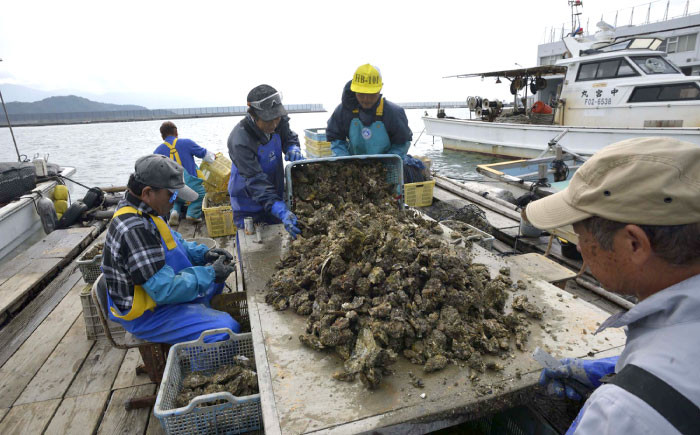 牡蠣 カキ 生食可 生ガキ 生牡蠣 福岡県産 糸島カキ 殻付き