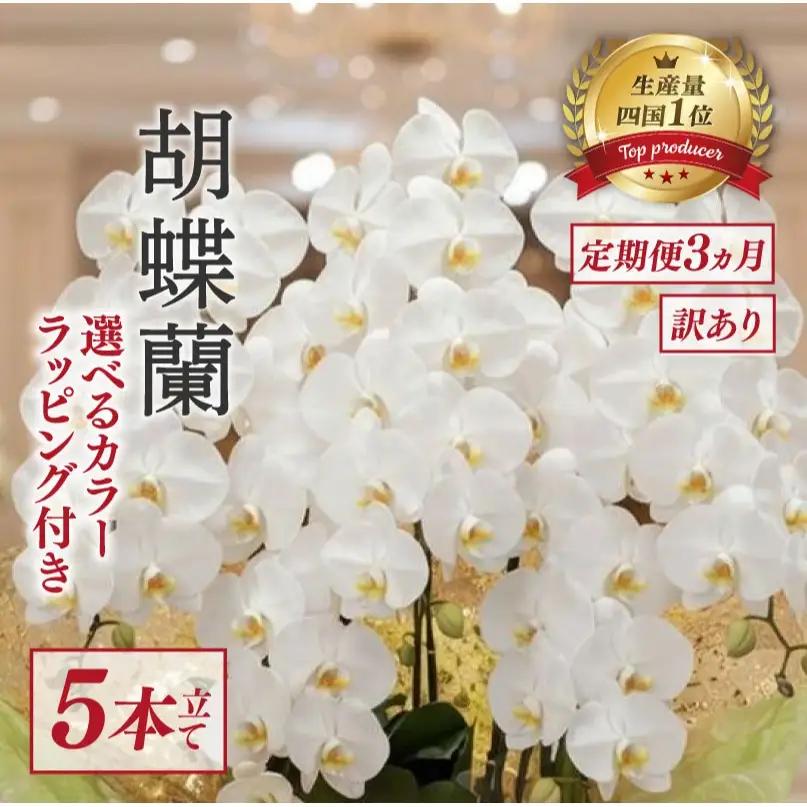 【定期便3ヶ月】 【訳あり】  胡蝶蘭 5本立て 白 スタンダード 花