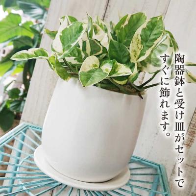 ふるさと納税 糸島市 美しいポトスの進化型『ポトス・エンジョイ』糸島市/cocoha[AWB028] |  | 02