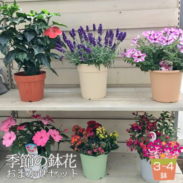【ふるさと納税】季節の鉢花「おまかせセット」3〜4鉢お届け［No.133］
