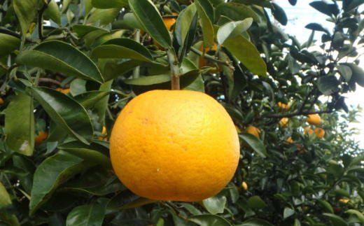 【手選果】有田産の八朔10kg（SまたはMサイズいずれかお届け）＜2027年1月下旬～2027年2月下旬頃に順次発送＞【tec845A】