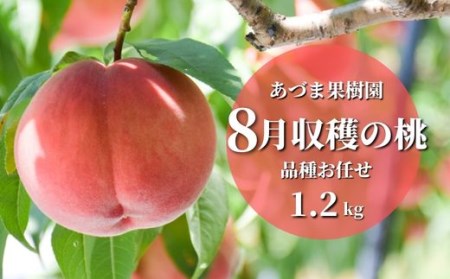 No.2328もも　8月収穫の桃　約1.2kg【2025年発送】