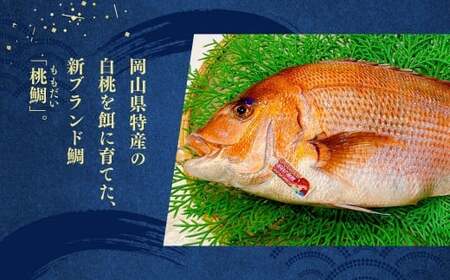 岡山ブランド魚 桃鯛 厚切り しゃぶしゃぶセット 厚切り身約300g 桃鯛で作った鯛スープ 800cc×2袋付 鯛 海鮮 しゃぶしゃぶ セット スープ付き 簡単調理 冷凍 岡山県 倉敷市