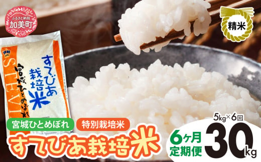 【6回定期便】新米 精米 令和6年度産 すてびあ栽培米 宮城県産 ひとめぼれ30kg (5kg×6回) [菅原精米工業 宮城県 加美町 ]  | sw00001-r6-5kg-6