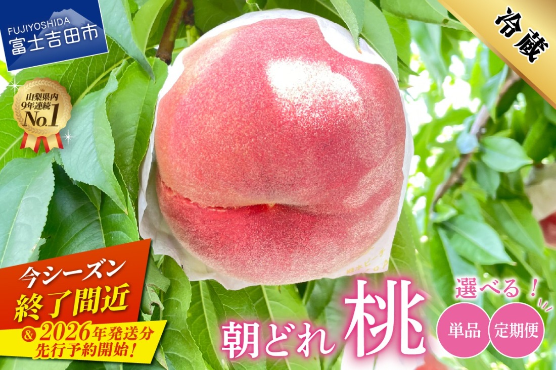 【2026年先行予約】 山梨の朝どれ桃 【単品 定期便 が選べる】 もも 山梨県産桃 果物 くだもの 果物 フルーツ 山梨 富士吉田