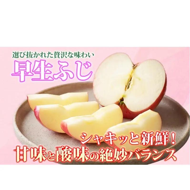 りんご 早生ふじりんご 青森県産 家庭用早生ふじ りんご【約5kg】【9〜10月発送】