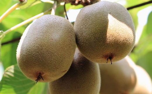 ［人気］有田産キウイフルーツ約3.6kg（サイズおまかせ）★2026年１月下旬頃より順次発送