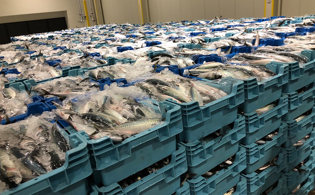 長崎産さばみりん干し約1.4kg（約18枚前後）