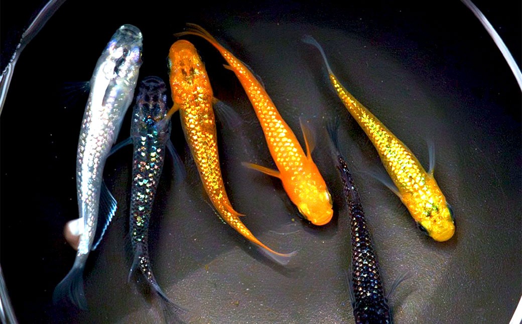 
                  ラメミックスメダカ 6匹 （1.5～3cm前後） メダカ めだか ラメ 魚 観賞魚 ペット ひので屋 山梨県 中央市
                