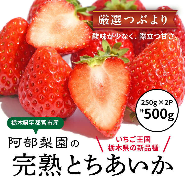 【ふるさと納税】阿部梨園の完熟とちあいか（厳選つぶより）250g×2パック ｜ いちご イチゴ 苺 大粒 大きい 赤い 甘い ジューシー 高級 評判 新鮮 フルーツ 果物 スイーツ ジャム アレンジ 好評 人気 アフター対応あり 生産量 日本一 栃木県産 糖度 食べ比べ 完熟 産地直送