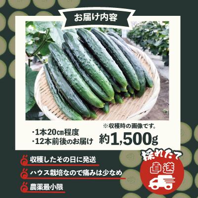ふるさと納税 大館市 キュウリ 採りたてシャキ旨! 約1,500g |  | 03