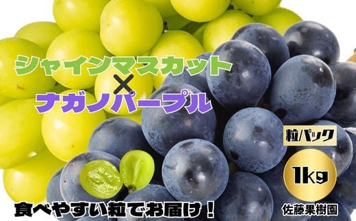 [No.5657-4024]シャインマスカットとナガノパープル 粒 約1kg (約500g×2パック) 《佐藤果樹園》■2025年発送■※9月中旬頃～10月下旬頃まで順次発送予定