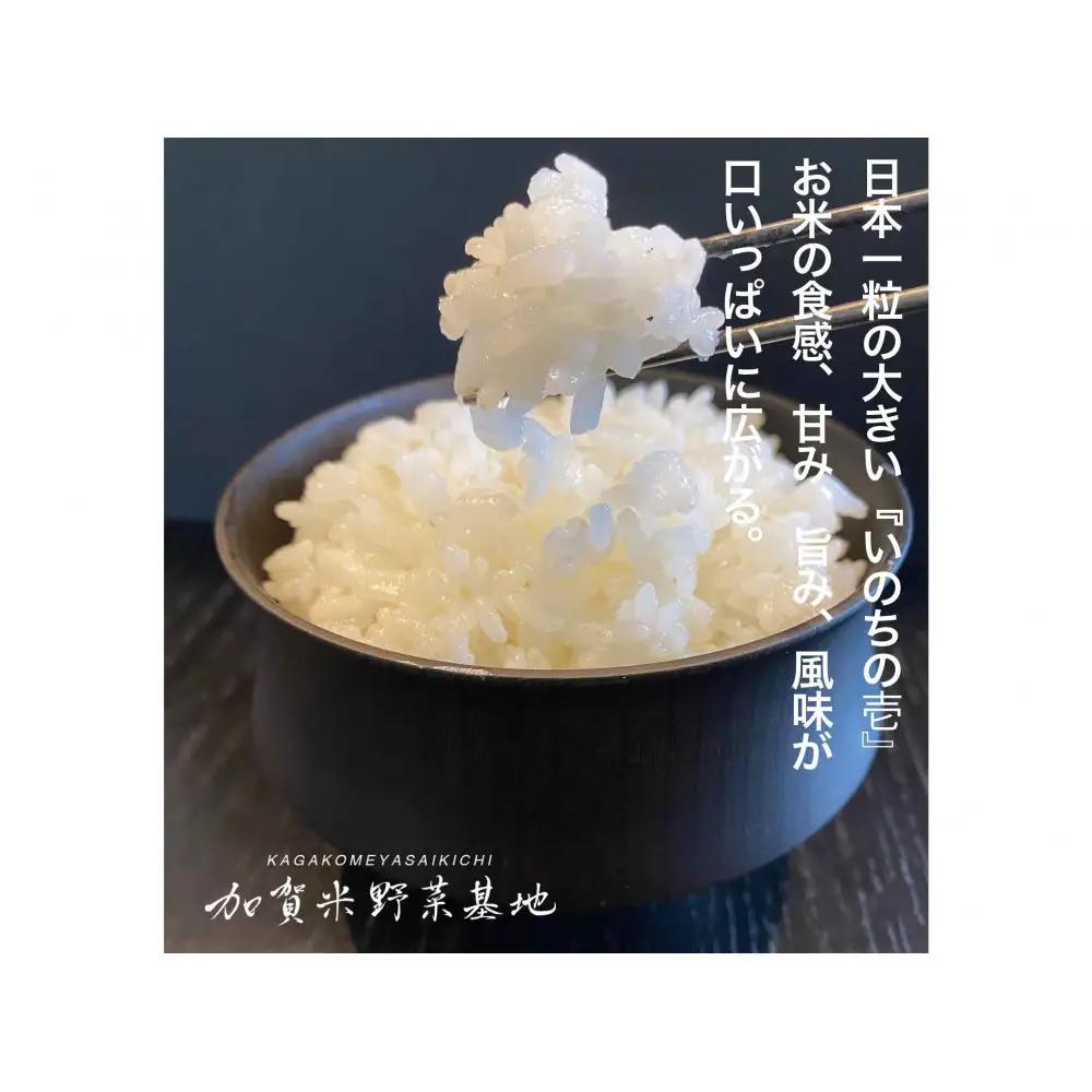 【3ヶ月定期便】【お米番付優秀賞受賞農家】日本一粒の大きいお米『いのちの壱』白米15kg×3回