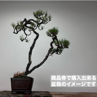 ふるさと納税 藤沢市 趣楽園で使える盆栽商品券〔20万円〕 |  | 01