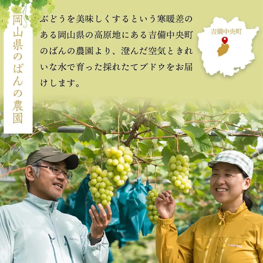 ぶどう 2026年  シャインマスカット 約1kg 2房 減農薬 ハウス栽培 シャインマスカット 葡萄  岡山県産 国産 フルーツ 果物 ギフト ばんの農園