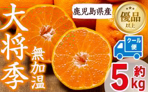 i636 ≪2026年1月中旬以降順次発送予定≫【冷蔵便】大将季＜無加温＞ (約5kg) 国産 みかん 柑橘 種果物 くだもの フルーツ 旬 糖度抜群 【JA鹿児島いずみ(果実課)】