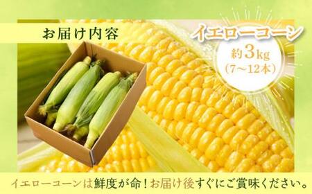 ＼寄附額改定／瀬戸内イエローコーン 約3kg【2026-6月上旬～2026-7月中旬配送】