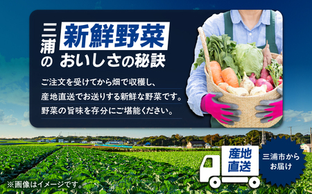 おいしさを全力に 三浦 の 野菜満杯セット( 冬 ) M109-002-01 野菜 旬 詰め合わせ ミネラル 大根 キャベツ レディサラダ 白菜 小松菜 水菜 ほうれん草 カブ 春菊 サニーレタス リ