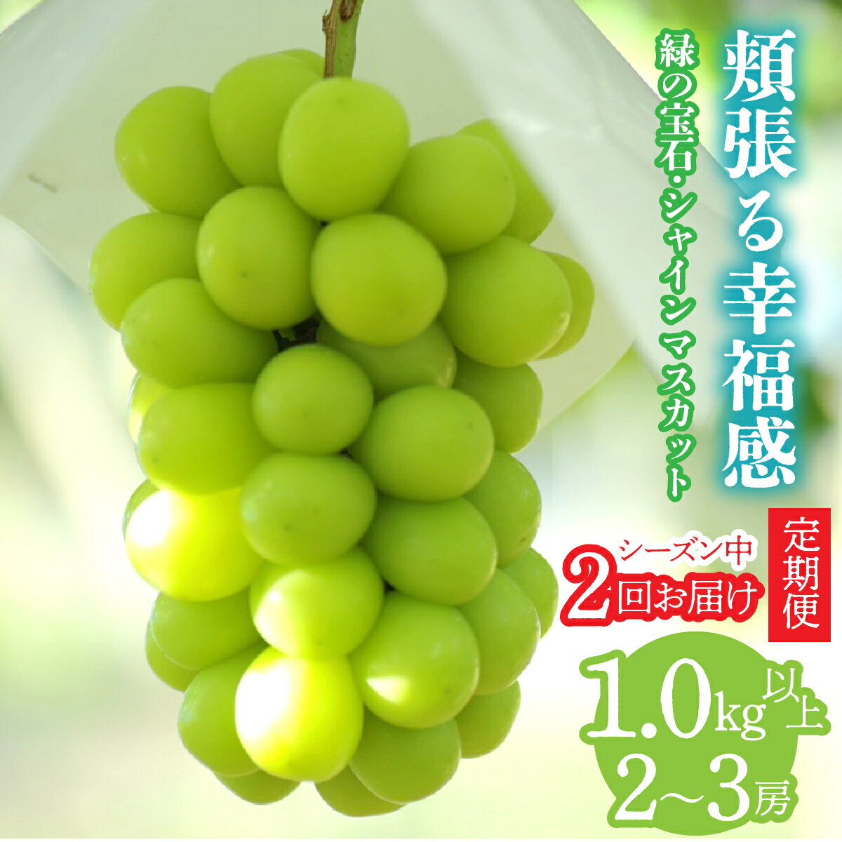 【ふるさと納税】＜2026年発送先行予約＞【シーズン中2回お届け定期便】頬張る幸福感　～ 緑の宝石・シャインマスカット ～　1kg以上 2～3房 ALPCV010