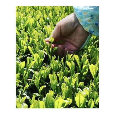 ふるさと納税 川根本町 川根本町産 お気軽マグで楽しむ　本格川根銘茶 特上川根茶ティーバッグセット　10-48 |  | 03