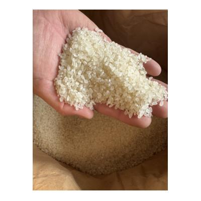 ふるさと納税 魚津市 【新米】環境保全米こしひかり　白米10kg【北アルプス早月川最上流の棚田米】 |  | 01