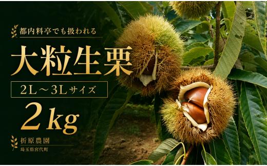 栗 【先行予約】都内料亭でも扱われる 折原農園の生栗 2kg 2L～3Lサイズ | 栗 くり クリ 生栗 減農薬 完熟 折原農園 埼玉県 宮代町