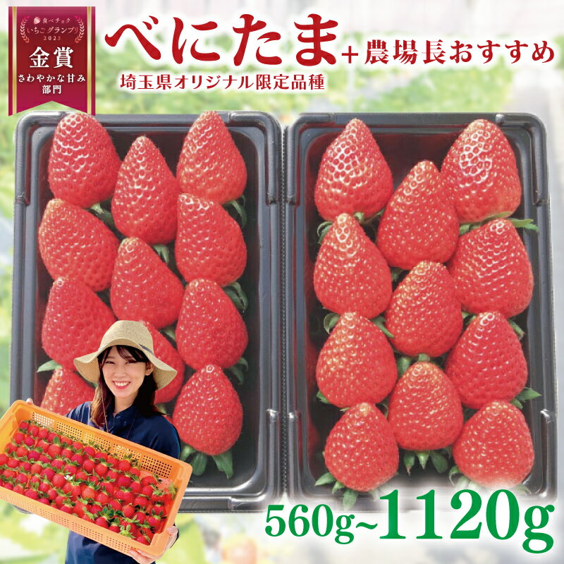 【ふるさと納税】 いちご べにたま +農場長おすすめ品種 560g 1120g 苺 食べ比べ 選べる容量 イチゴ ストロベリー 産地直送 ご当地 果物 くだもの フルーツ デザート 食品 冷蔵 げんき農場 埼玉県 羽生市