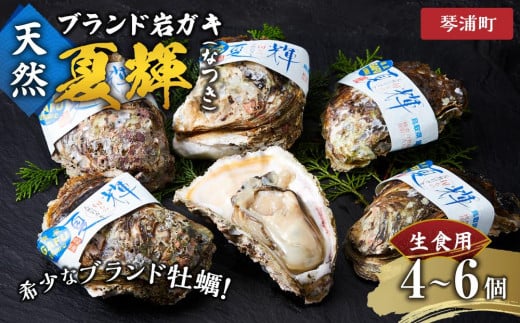 天然 ブランド 岩ガキ 夏輝 (なつき) 生食用 4 ～ 6 個　※北海道、沖縄、一部離島への配送不可