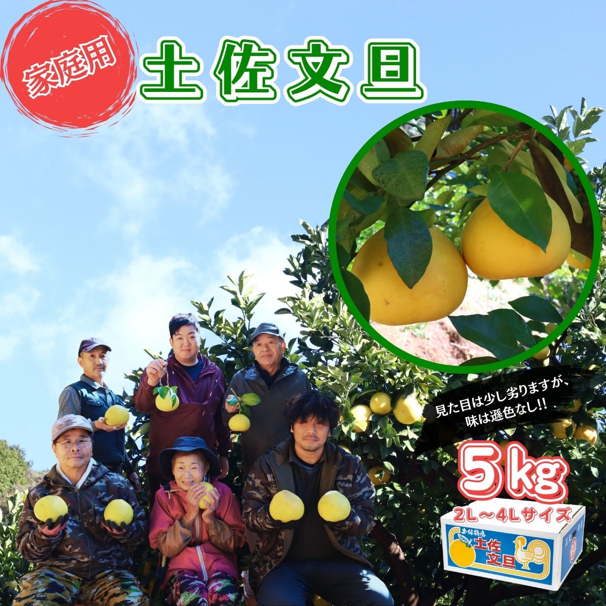 【ふるさと納税】香る！さっぱり！岡林さんの土佐文旦　家庭用5kg 柑橘 フルーツ 高知産 産地直送 数量限定 美味しい おすすめ 2月