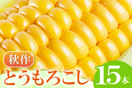 B-1008 ［秋作］朝採れとうもろこし　15本
