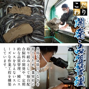 日ノ本一の鰻の蒲焼き＜大＞2尾(計380g以上) うなぎ 鰻 ウナギ 国産 鹿児島県産 九州産 蒲焼き 冷凍 うな重 ひつまぶし b1-018